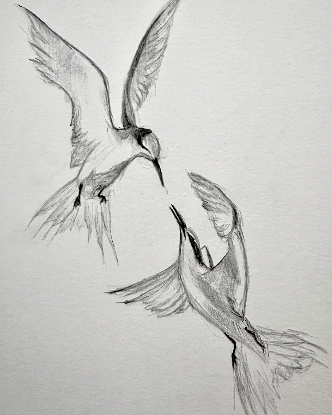 Bird Drawing